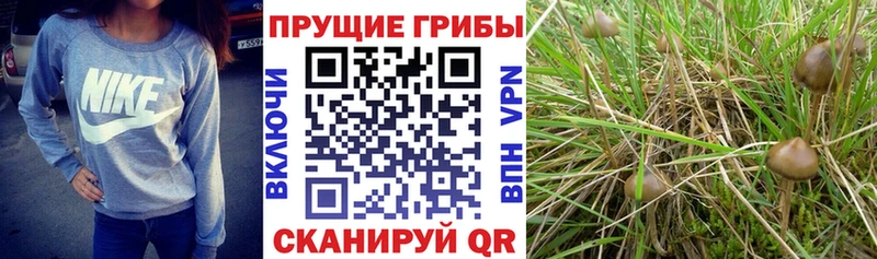 Псилоцибиновые грибы ЛСД  Нестеровская 